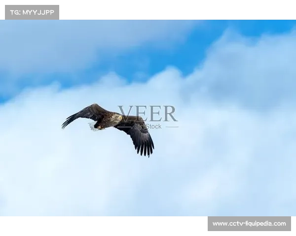 阿拉木图车队斯维特科夫成门头沟亚洲白衫热门，实力强劲